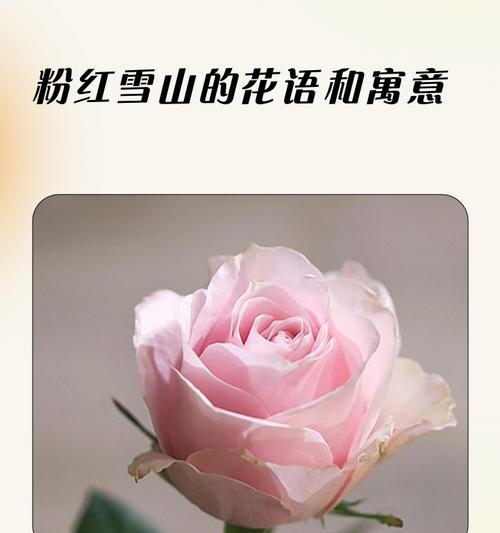 探秘香榧子的营养价值和药用功效（探索香榧子的神奇之处，了解其药用价值和营养特点）