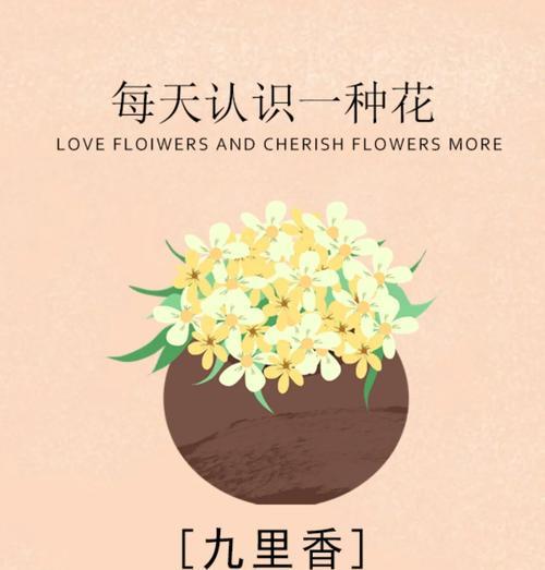 九里香没根能活吗？答案揭晓！（九里香生存的秘密和护理技巧）