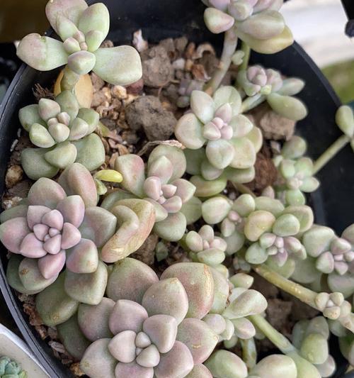 如何防止丸叶姬秋丽的徒长现象（实用技巧帮你轻松解决徒长难题）