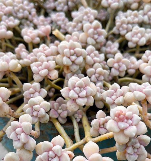 如何防止丸叶姬秋丽的徒长现象（实用技巧帮你轻松解决徒长难题）