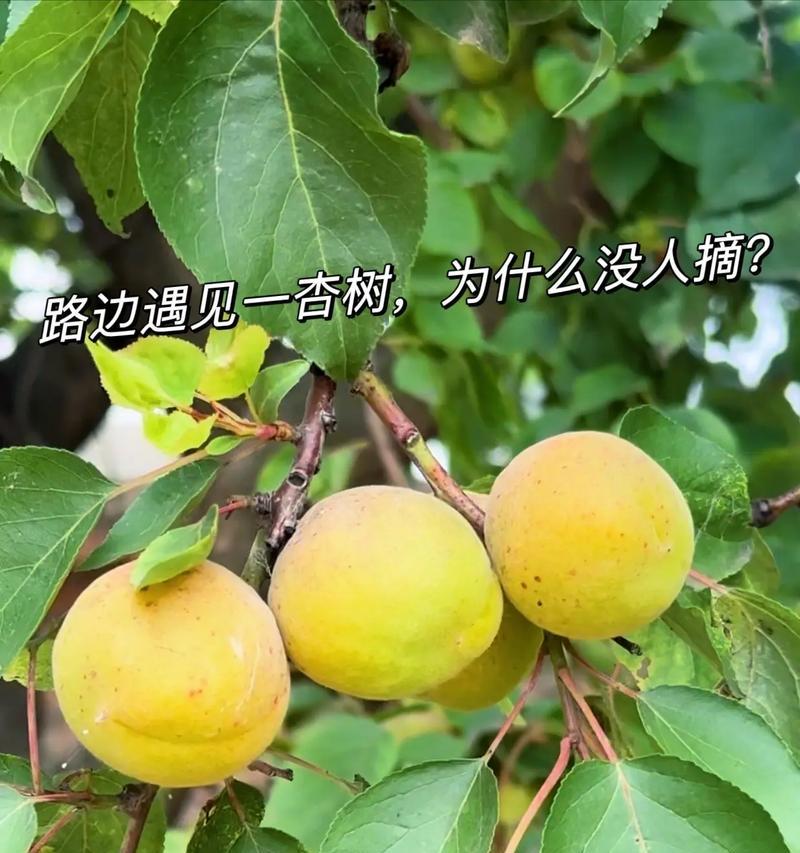 为什么杏树不开花？（探究杏树不开花的原因和解决方法）
