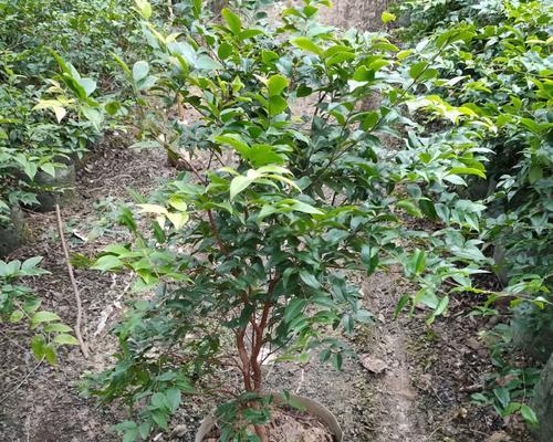 嘉宝果树种植（嘉宝果树种植周期及注意事项）