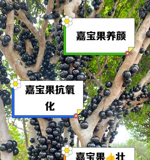 嘉宝果树种植（嘉宝果树种植周期及注意事项）