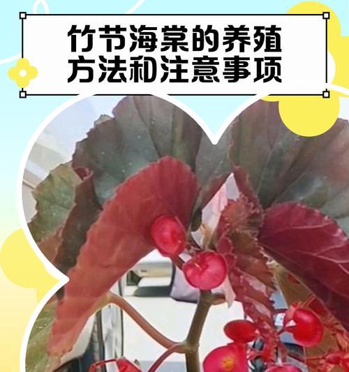 夫妻海棠的养殖方法和注意事项（打造美丽庭院的秘诀）