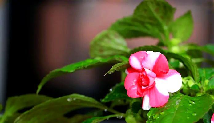 水梅花的开花频率（四季皆芳的优美之花）