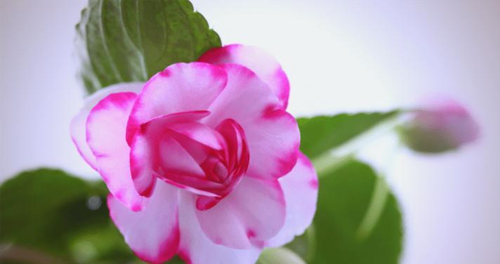 水梅花的开花频率（四季皆芳的优美之花）