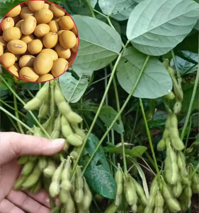大豆的生长与发展（探究大豆的生命周期及其生长特点）