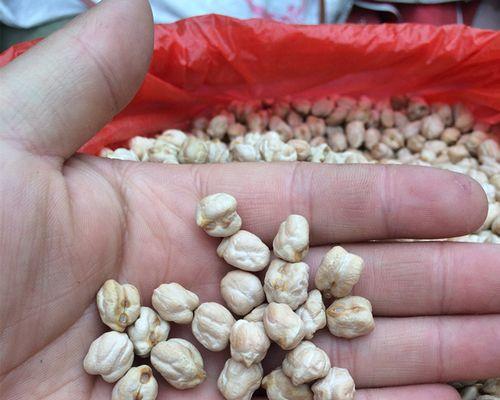 探秘天麻豆的奇妙果实（认识一种独特的草本植物及其营养价值）