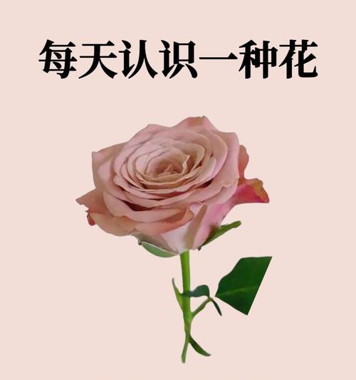 铁树的分类及特征分析（铁树的分类及特征分析）