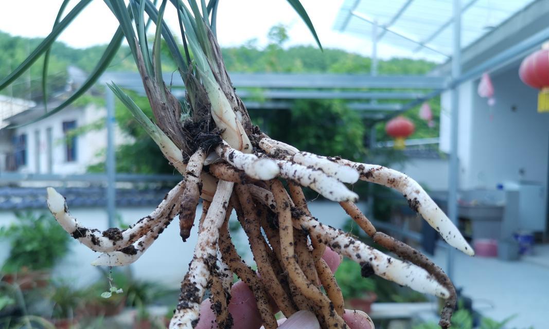 多菌灵对碗莲的使用及注意事项