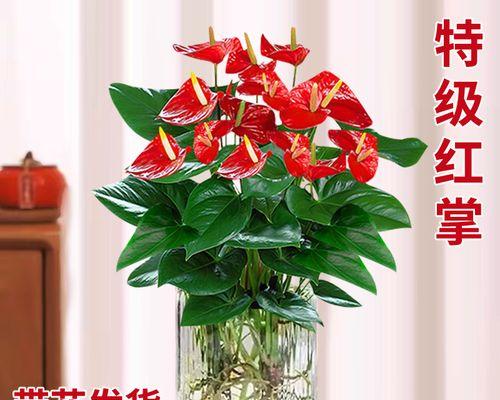 淘米水可以浇红掌吗？正确的浇水方法你知道吗？（探究淘米水对红掌的影响与正确浇水方法）