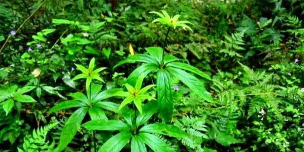 七叶一枝花的生长环境与特点（探秘这种美丽的植物，了解它的生命秘密）