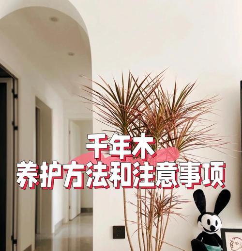 千年木的养殖全攻略（从选种到管理，全方位了解千年木养殖要点）