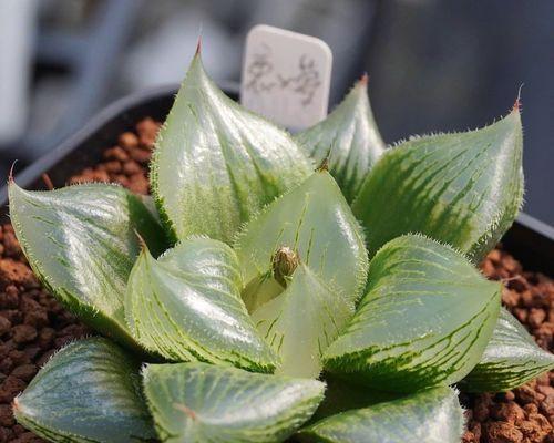 玉露种子的发芽时间与技巧（多久才能发芽？如何提高发芽率？）