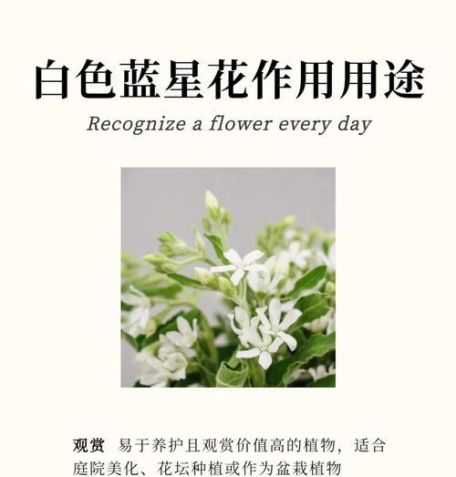 胡萝卜的种植与收获（掌握胡萝卜收获时间，丰收美味胡萝卜）