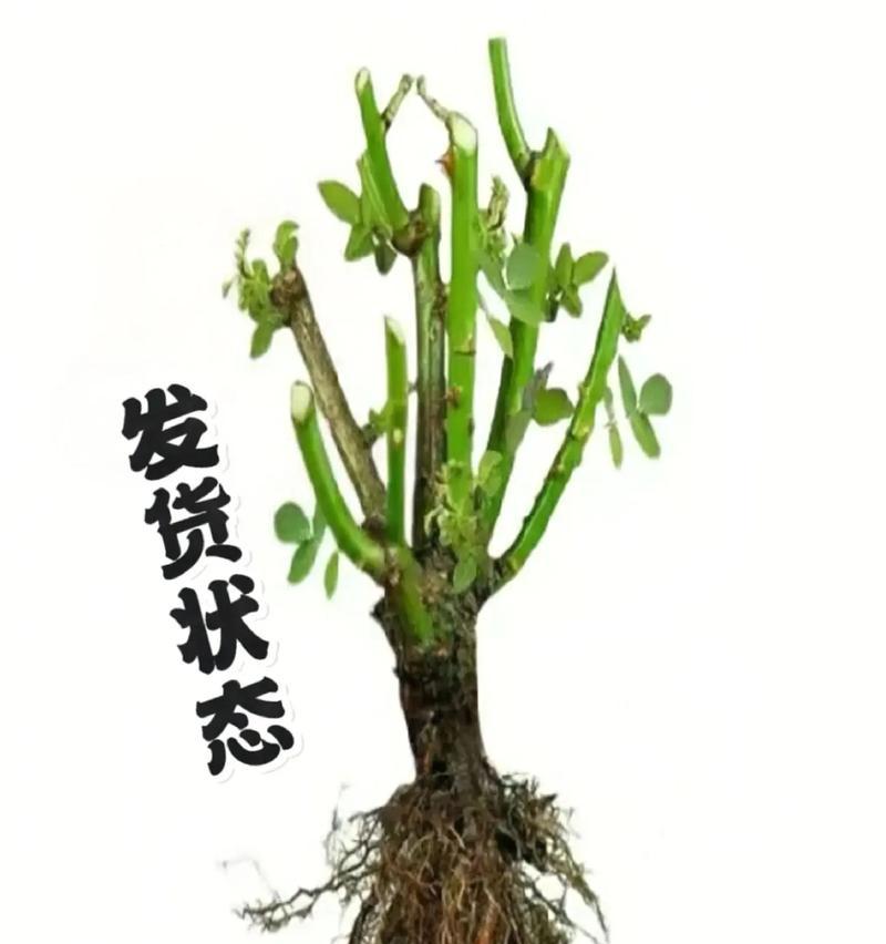 玫瑰盆栽的正确浇水方法（科学浇水，让玫瑰盆栽健康生长）