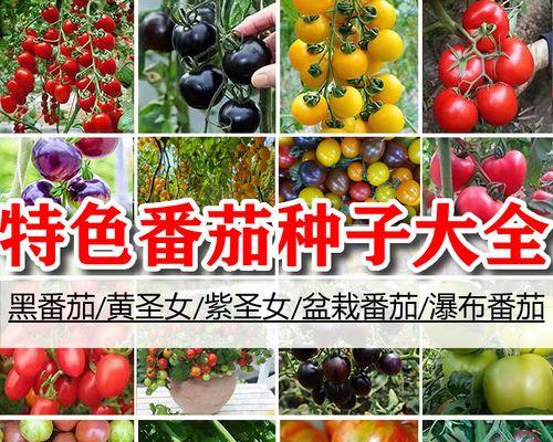 圣女果种子种植时间的选择（如何选好圣女果种子种植时间？）