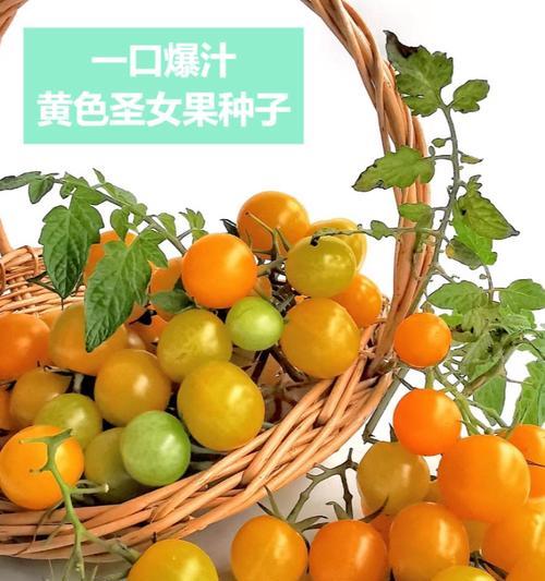 圣女果种子种植时间的选择（如何选好圣女果种子种植时间？）