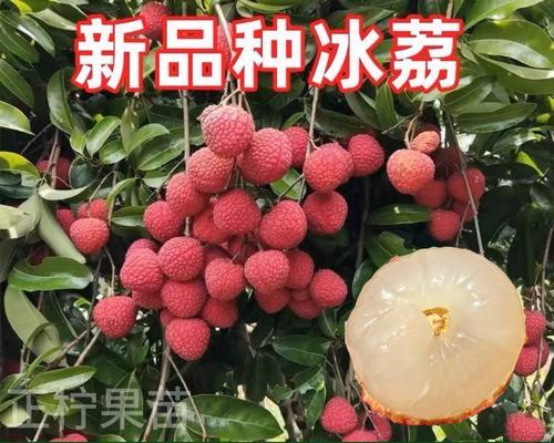 成都能种荔枝吗？（探究成都气候对荔枝种植的影响）