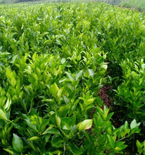 种植桔子，最佳播种时间何时？（寻找桔子种子的播种时机，从何处开始）