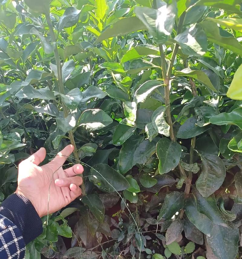 种植桔子，最佳播种时间何时？（寻找桔子种子的播种时机，从何处开始）