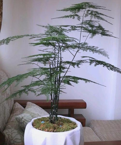 文竹养护指南（用什么土养好文竹？）