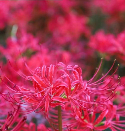 探寻彼岸花开放的时间（一朵夏末秋初的迷人花）