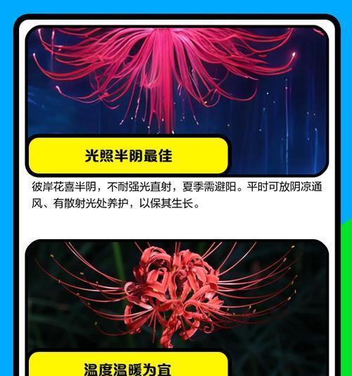 探寻彼岸花开放的时间（一朵夏末秋初的迷人花）