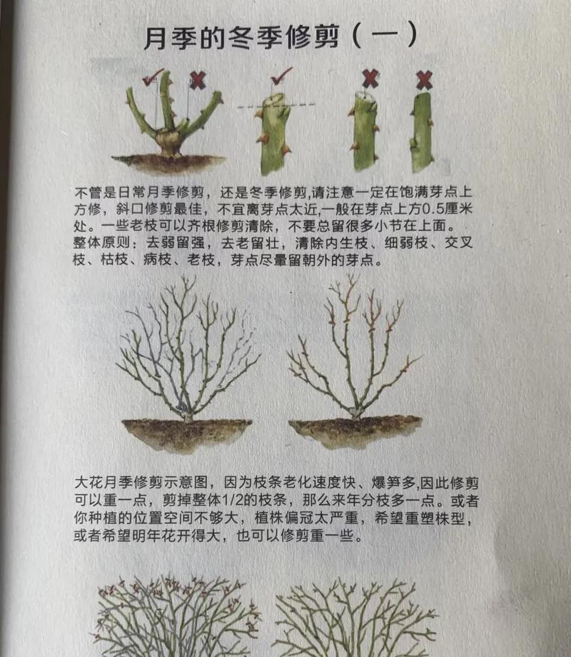 果冻月季是藤本还是灌木？（探究果冻月季的生长特点及分类）