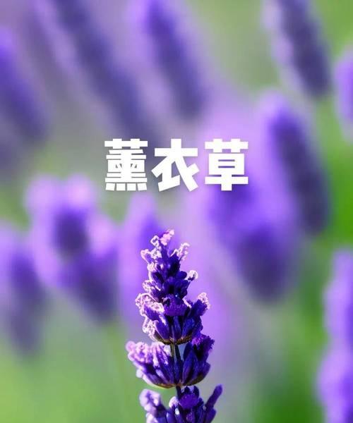 花语恋人——告白之花（揭秘不同花卉的浪漫传说，带你找到属于你们的告白之花）