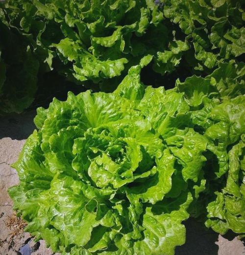 生菜病毒病的预防与治疗（了解生菜病毒病的症状与危害）