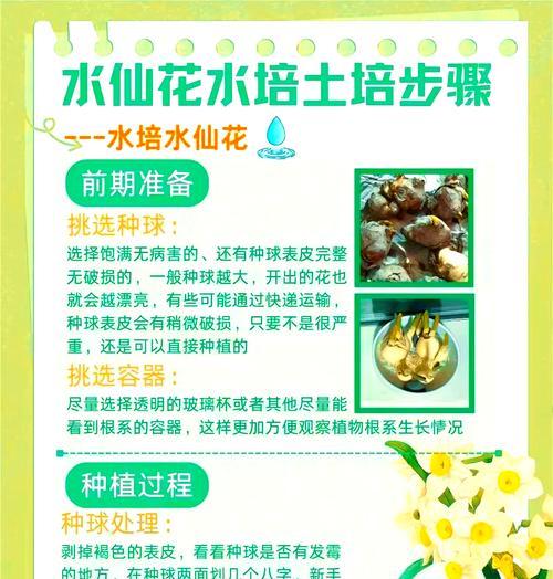 水培仙人球的养殖方法与注意事项（打造美丽多肉花园，从水培仙人球开始）