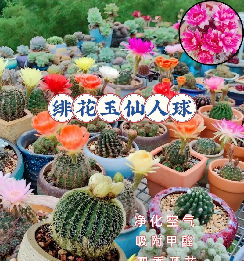 水培仙人球的养殖方法与注意事项（打造美丽多肉花园，从水培仙人球开始）