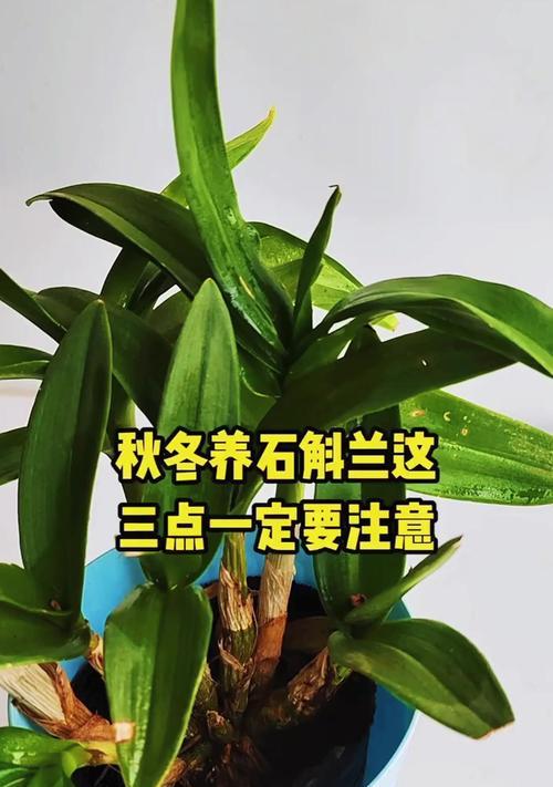 如何合理搭配土壤种植石斛兰（掌握科学的搭配技巧，打造良好生长环境）