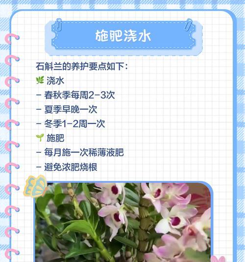 如何合理搭配土壤种植石斛兰（掌握科学的搭配技巧，打造良好生长环境）