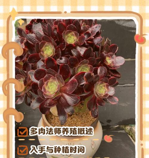法师用大盆还是小盆更合适？（探讨法师修行中应该使用大盆还是小盆的优缺点）