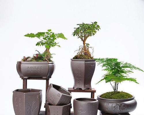 盆栽兰草的选择（兰草栽培的技巧与注意事项）