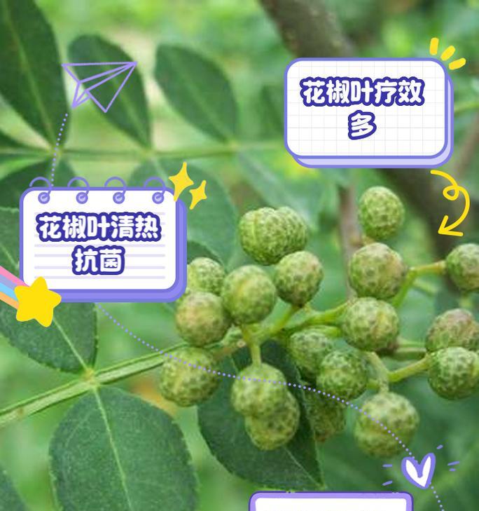 叶下红的神奇功效与食用方法