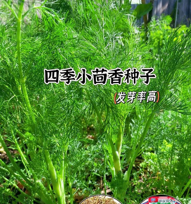 小茴香的最佳播种时间（掌握小茴香的生长规律，合理选择播种时间）