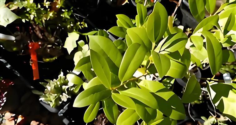 月桂树的生长环境和特点（从种类到分布，全面了解月桂树）