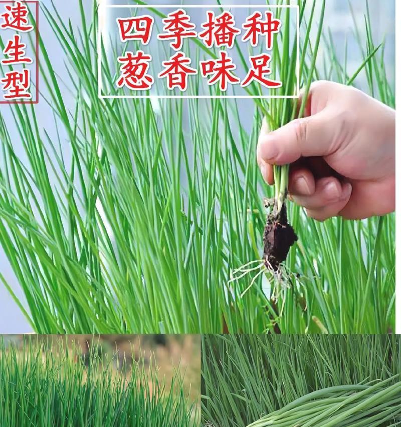 北方小葱的播种时间（合适的时间点如何选择）