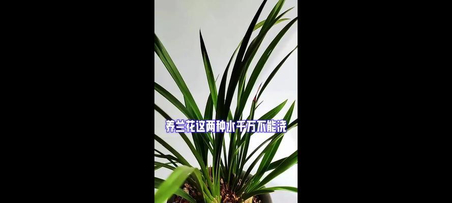 兰花水浇多了怎么办？（如何处理浇水过多的兰花？）