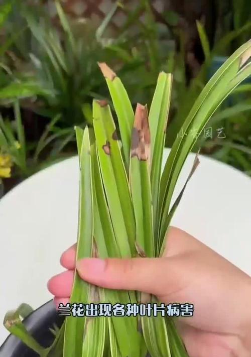 兰花水浇多了怎么办？（如何处理浇水过多的兰花？）