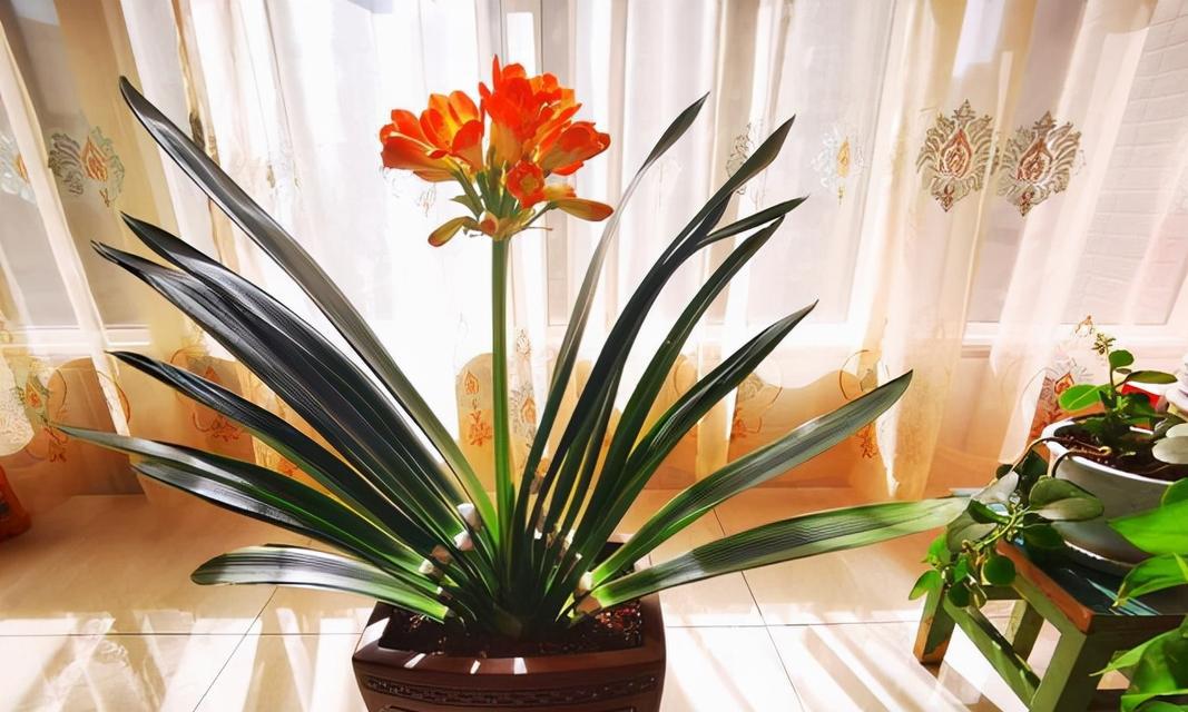 室内绿植养护指南（让家居更有生气的7种绿植种类推荐）