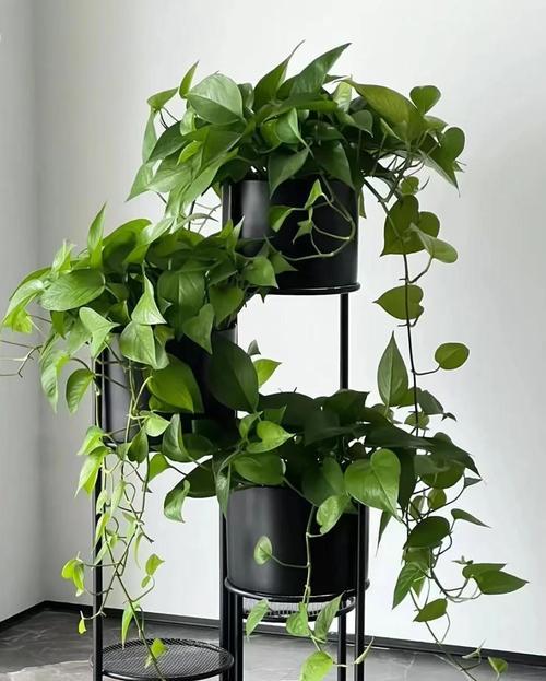 室内绿植养护指南（让家居更有生气的7种绿植种类推荐）