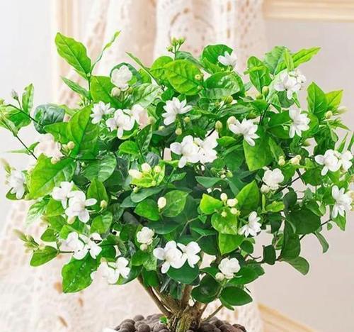 室内绿植养护指南（让家居更有生气的7种绿植种类推荐）