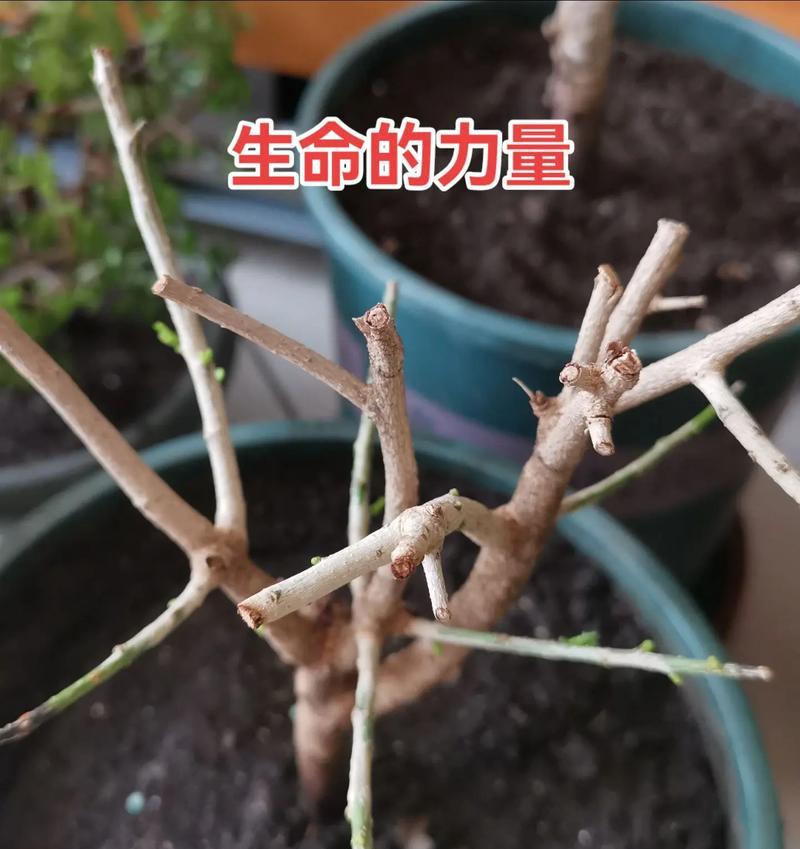 米兰的最佳施肥方法（打造繁华美丽的城市景观）