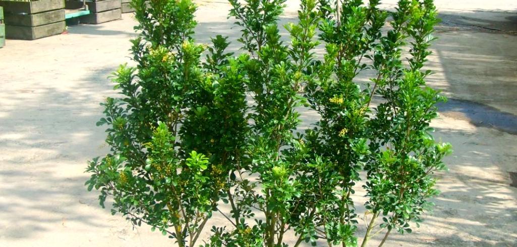 米兰的最佳施肥方法（打造繁华美丽的城市景观）