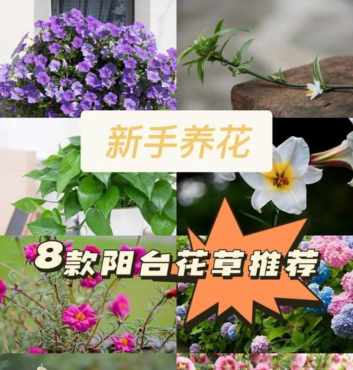 矮牵牛的浇水要点（掌握这些技巧，让矮牵牛健康生长）