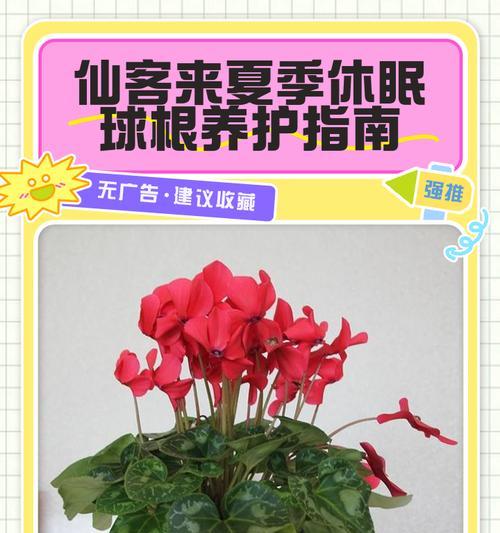仙客来的繁殖方法（掌握仙客来繁殖技巧，让你的花园充满生机）